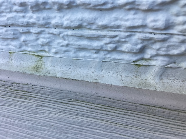 シーリングに苔